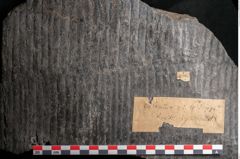 Foto (Detailansicht) von Calamites gigas Brongniart (NHMW-GEO-2024-0188-10985)